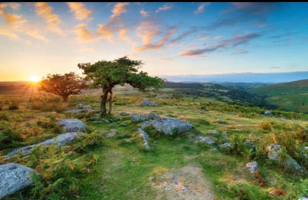 Bay Tree Tavistock (Devon)